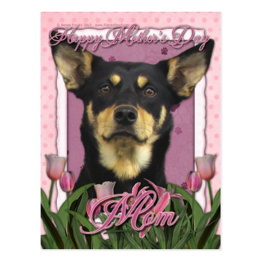 Mothers Day - Pink Tulips - Australian Kelpie Jude Postcards