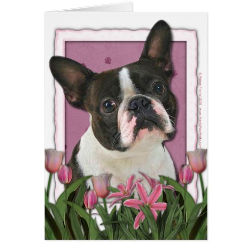 Mothers Day - Pink Tulips - Boston Terrier Greeting Cards