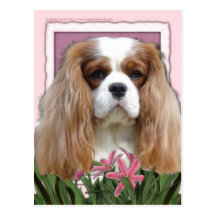 Mothers Day - Pink Tulips - Cavalier - Blenheim Post Card