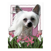 Mothers Day - Pink Tulips - Crestie - Kahlo Post Cards
