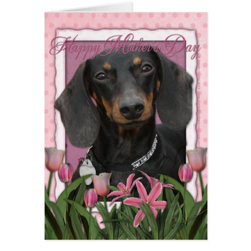 Mothers Day - Pink Tulips - Dachshund - Winston Greeting Cards