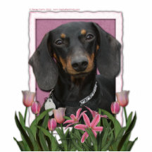 Mothers Day - Pink Tulips - Dachshund - Winston Acrylic Cut Outs