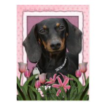 Mothers Day - Pink Tulips - Dachshund - Winston Post Cards