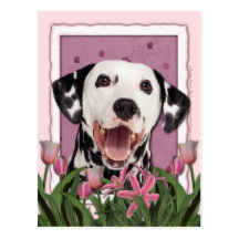 Mothers Day - Pink Tulips - Dalmatian Postcard