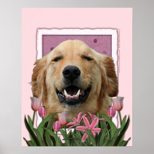 Mothers Day - Pink Tulips - Golden Retriever Posters