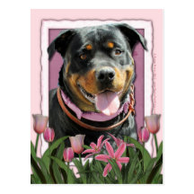 Mothers Day - Pink Tulips - Rottweiler - SambaParT Postcard