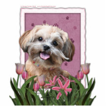 Mothers Day - Pink Tulips - ShihPoo - Maggie Acrylic Cut Outs