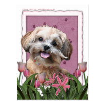 Mothers Day - Pink Tulips - ShihPoo - Maggie Post Card