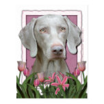 Mothers Day - Pink Tulips - Weimaraner - Gold Eyes Post Cards