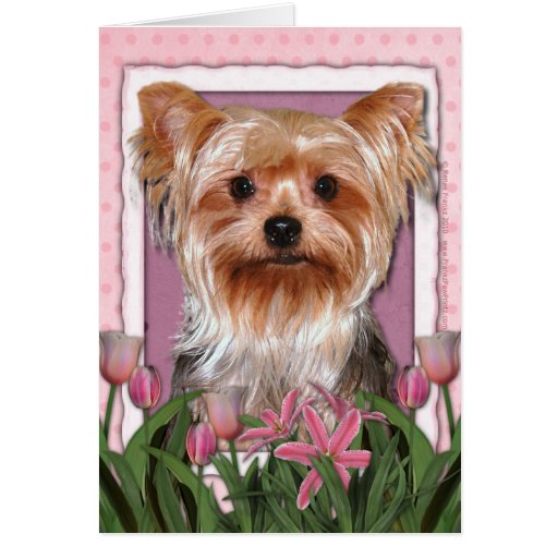 Mothers Day - Pink Tulips - Yorkshire Terrier Greeting Card