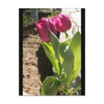 Mother's Tulips Post Card