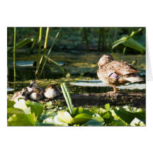 Mothers Watchful Eye Cards