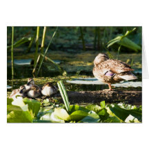 Mothers Watchful Eye Cards