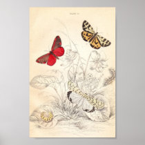 Moths and Butterflies