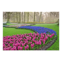 Motif de jacinthe de raisin, de tulipes, et de 2 photo
