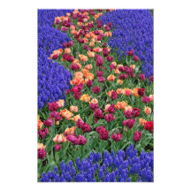 Motif des tulipes et des fleurs de jacinthe de rai impressions photographiques