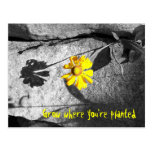 Motivational "Grow where you're planted" Postcard