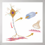Motor neuron anatomy Poster