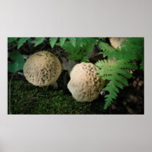 Mottled Mushrooms in Ferns Posters