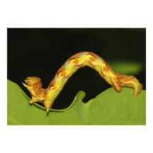 Mottled Umber as a Caterpillar Erannis Defoliaria Photo Print