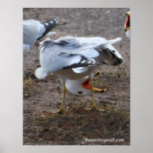 Mouette à l'envers posters