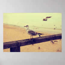 Mouette blâmes affiche de Mer Baltique