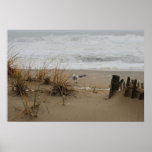 Mouette courageuse affiche