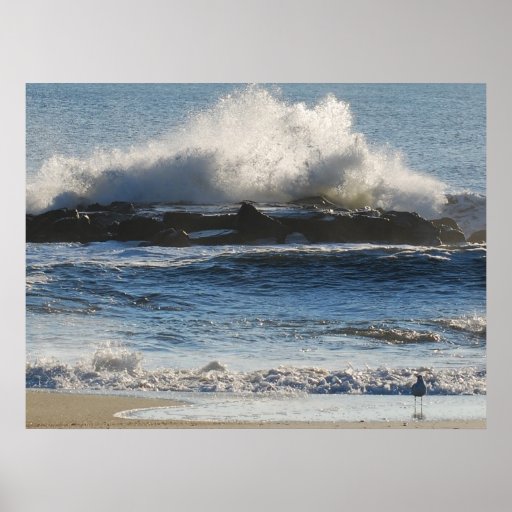 Mouette courageuse affiches