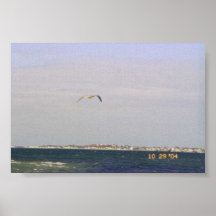 Mouette dans flight_1 affiches