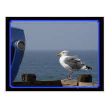 Mouette paisible carte postale