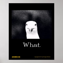 Mouette quelle affiche