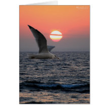 Mouette sur le lac Supérieur Cartes