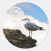 Mouette sur un mur de briques à Rome Adhésif