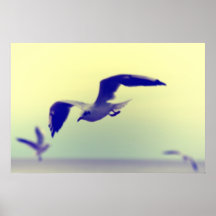 Mouettes Posters