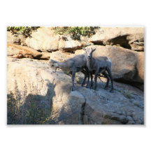 Mouflons d'Amérique de bébé de jeu d'ombre Photographie