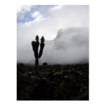 Mount Kilimanjaro (portrait) Postcards