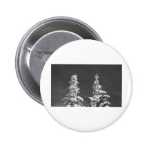 Mount Rainier Pines