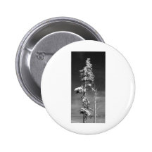 Mount Rainier Pines Black and White