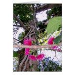 Mountain Apple Blossoms Greeting Card