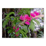 Mountain Apple Blossoms Greeting Card