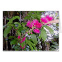 Mountain Apple Blossoms cards