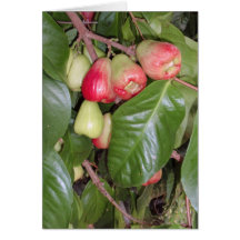 Mountain Apples II Greeting Cards