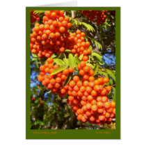 Mountain Ash Berries Card cards