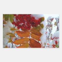 Mountain Ash Under First Snow Rectangular Stickers