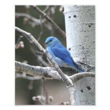 Mountain Bluebird Photograph