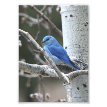 Mountain Bluebird Photograph