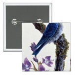 Mountain bluebird pins