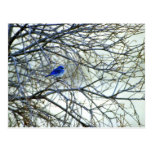 Mountain Bluebird Post Card