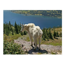 Mountain Goat at Glacier National Park Postcard