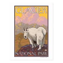 Mountain Goat - Glacier National Park, MT Post Card